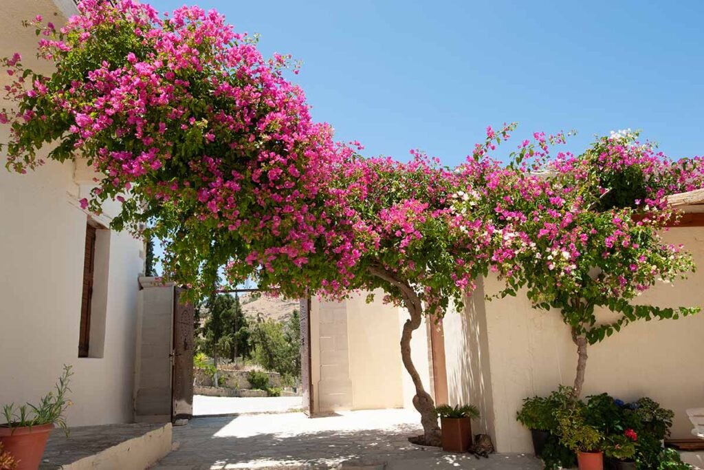 Bougainvillea is a native plant in San Diego which grows well in our climate.