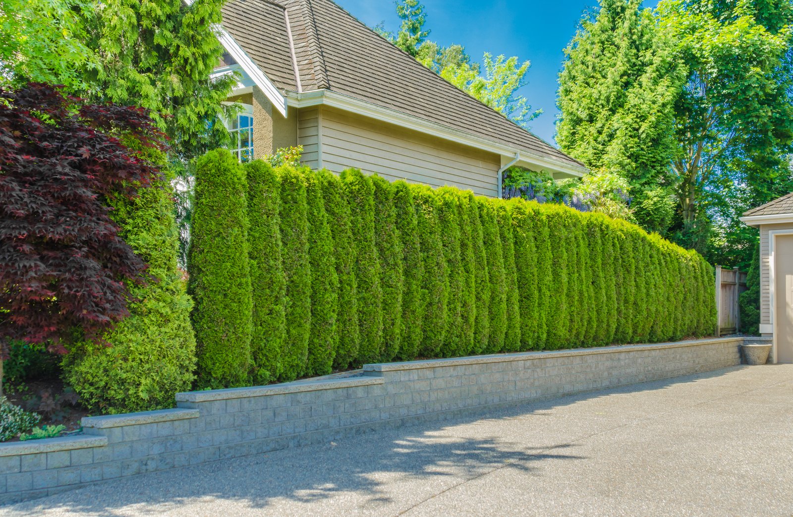 Using evergreen trees is an excellent way to create a sophisticated and effective privacy hedge for your home. This can certainly help increase its resale value.